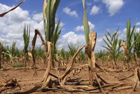 Sucho trápí i Německo. Zemědělci spočítali škody na závratnou částku, čekají pomoc