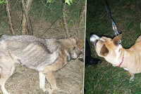 Hladem utýrané psy odvedla policie: Teď hledá jejich majitele