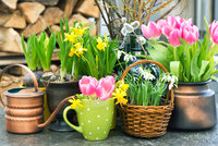 Je čas sázet cibuloviny. Na jaře zahradu rozzáří narcisy, tulipány, krokusy i modřence