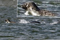 Lochnesská příšera nalezena?! Amatérský fotograf vyfotil podivné zvíře rochnící se v jezeře!