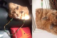 Šokující módní doplněk: Kupte si kabelku s vycpanou kočičí hlavou!