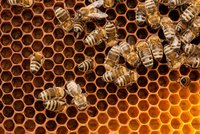 Neznámý lotr zabíjí na Opavsku včely! Vloupe se do včelína a nechá je zmrznout