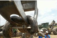 Dělníci narazili na největšího hada světa: Anakonda měřila 10 metrů!