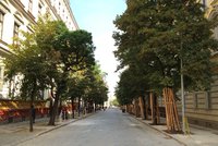 Více zeleně na Vinohradech či Albertově: V ulicích se zaskví 76 nových stromů