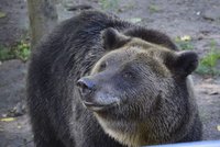 Neberte medvědovi hračku: Mohl by to být granát, jak zjistili v polské zoo