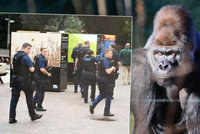 Gorila v zoo rozbila sklo a utekla z výběhu: Lovili ji policejní ozbrojenci a vrtulník