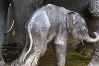 Sloní mimino v pražské zoo už ví: Chobot nemám pro parádu!