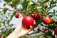 Jablek je letos víc a jsou kvalitnější, libují si na jihu Čech