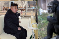 Kuriózní atrakce v severokorejské zoo: Kouřící šimpanz vyhulí krabičku denně!