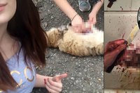 Jen pro otrlé! Studentky brutálně týraly zvířata. Smrt vysílaly online