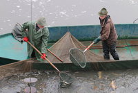 Na Farském rybníčku v Modřanech budou rybářské závody pro mladé: Úlovky vrátí do vody