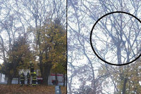 Mejdan jak Brno: V 15 metrech se na stromě objevila sušička