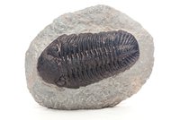 Radotínská vycházka za zkamenělinami: Půjde se po mořském dni a na světová naleziště