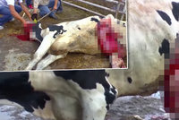 Braňme evropský dobytek, volají ochránci zvířat. Zakažme export z EU