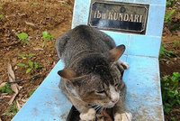 Dojemné! Tato věrná kočička chodila na hrob svojí paní ještě rok po její smrti