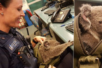 Rozevřeli zip a z kabely vykoukla koala. Zatčená žena překvapila policii