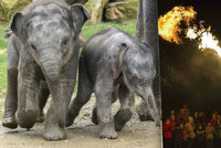 Zoo chystá lampionový průvod i ohnivou show. U slonů oslaví svátek světla