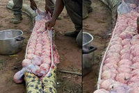 Šok pro farmáře v Nigérii: Místo telete našli v hadovi 80 vajíček!