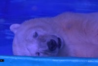 Happy end pro nejsmutnějšího ledního medvěda? Z nákupáků putuje „domů“ do zoo
