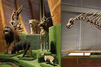 Jedinečná výstava v Národním muzeu: Na palubě archy je medvěd i dinosaurus!