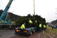 Pozoruhodný příběh vánočního stromu pro Prahu: V Podkrkonoší už ho kurtují k tahači