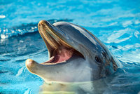 Turisté nemohli týden do moře: Zákaz koupání kvůli »nadrženému« delfínovi!