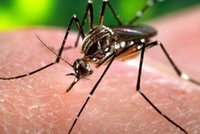 Epidemie horečky dengue v Keni. Nákaza se potvrdila u více než 100 lidí