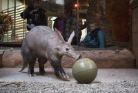Kulatiny v Zoo Praha: Hrabáč Draco oslavil 10 let, popřál mu herec Táborský