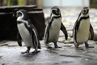 „Tučňáčí občanky“ v Zoo Praha: Tučňák Karlík o víkendu oslaví 25. narozeniny