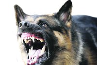Kradl bonbony a lepidla: Opilého zloděje v prodejně vyštěkal policejní pes Cherus