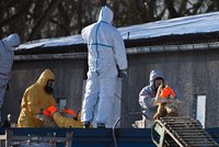 Na Chebsku masově vybíjejí drůbež. Kvůli ptačí chřipce usmrtí 35 tisíc zvířat