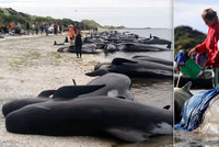 Stovky velryb opět zabloudily na mělčinu: Kulohlavci se dokázali sami zachránit