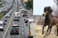Šok pro řidiče: Na dálnici D4 u Prahy ráno běhalo několik koní!