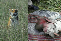 Vesničané odchytávali tygra: Zabil už šest lidí, musela na něj nastoupit hlídka se slony