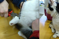 Kočičku svázali a hodili k popelnicím: Johanka téměř přišla o nohy!
