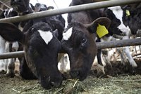Vědci chtějí zmutovat krávy, aby se rodily bez rohů. Kvůli bezpečí lidí