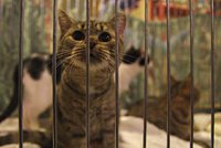 Výstava koček z útulku: Většinou opouštějí rodiny kvůli nemoci a narozeným dětem