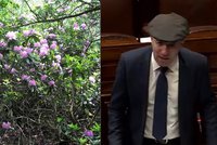 Irsko ohrožuje plíživý nepřítel. Politik chce na rododendrony povolat armádu
