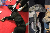 Mazlíčky přetvořili na zabijáky: Policie zachránila 230 hafanů ze psích zápasů