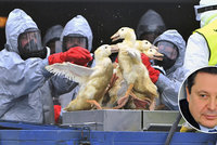 Kvůli chřipce vybili 100 tisíc ptáků. Odborník se zlobí a zdraží nám maso?