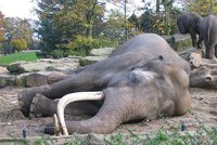 Slon africký spí jen dvě hodiny denně. Slonice jsou vzhůru i několik nocí