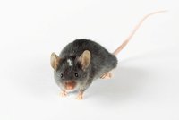 Vědci poprvé vdechli život myši. Odhalili klíč k záhadě stvoření?