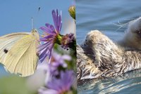 Louky bez motýlů a řeky bez vyder: Sucho z Česka vyhání živočichy i hmyz