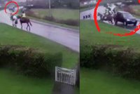 Příšerné video: Řidič si spletl jízdní pruhy a smetl koně i s jezdci