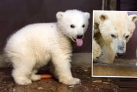 Velký smutek v berlínské zoo: Rozkošný medvídek Fritz náhle zemřel!