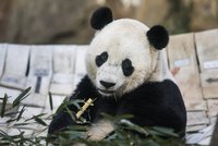Tisíce lidí v Číně se musí přestěhovat. Je potřeba uvolnit místo pro pandy