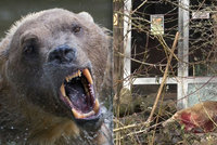V německé zoo utekl vzácný medvěd: Oblíbeného Tapse museli zastřelit