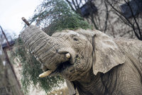 Smutek v zoo ve Dvoře Králové. Uhynul tu samec slona afrického Kito