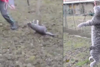 Šokující video: Školák vlekl kočku na vodítku jako kus hadru, pak ji pověsil na strom