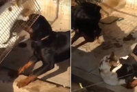 Muž natočil, jak psi roztrhají jeho vlastní kočku. Chtěl ji potrestat